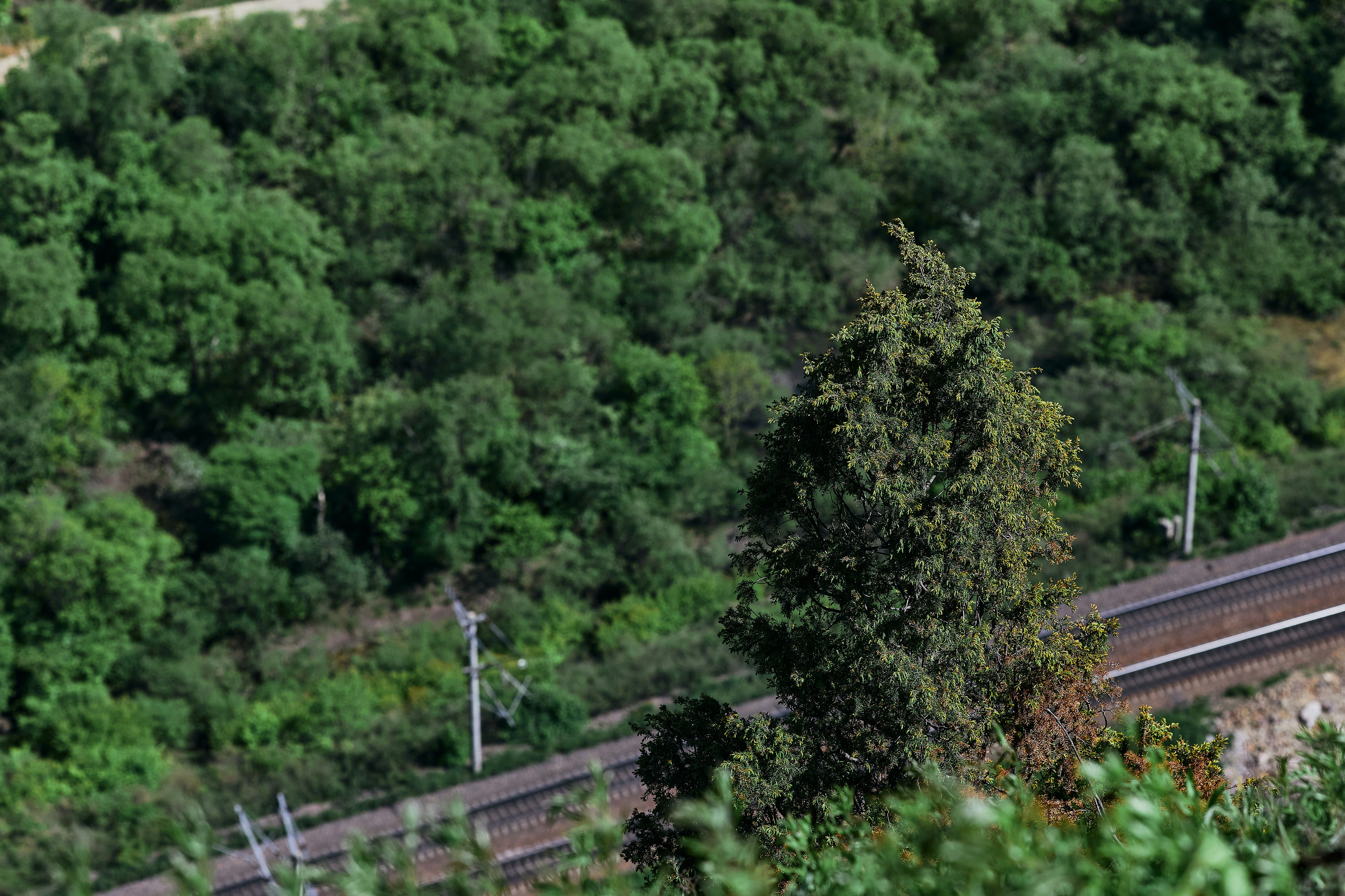 green trees near gray metal fence during daytime